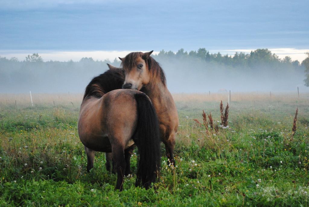 Stall Stratjaera Экстерьер фото